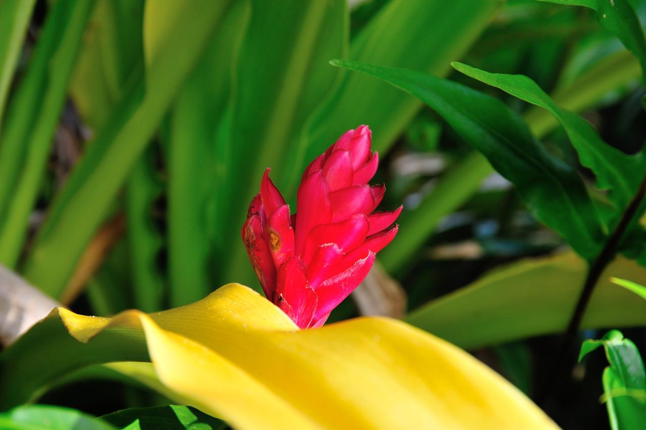 Reef Resort Vava'U Utungake Esterno foto